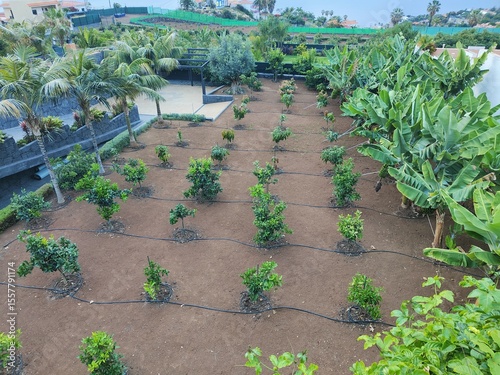 A lush green tree with many leaves is seen in the distance