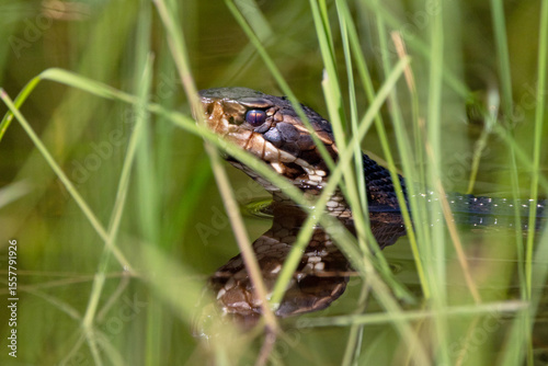 Tableau sur toile Cottonmouth / water moccasin (Agkistrodon piscivorus), a venomous snake, in Highlands Hammock State Park, Florida