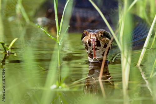 Cottonmouth / water moccasin (Agkistrodon piscivorus), a venomous snake, in Highlands Hammock State Park, Florida. Please check the species ID with an expert if accuracy matters for your project. 