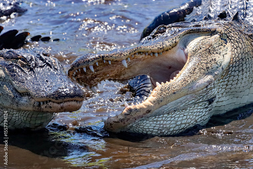 American Alligator Sneak Attack on his Buddy 