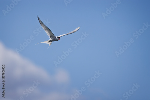 Close up of an Arctic tern in flight with wings and forked tail spread in Isafjordur, Iceland on 7 June 2025