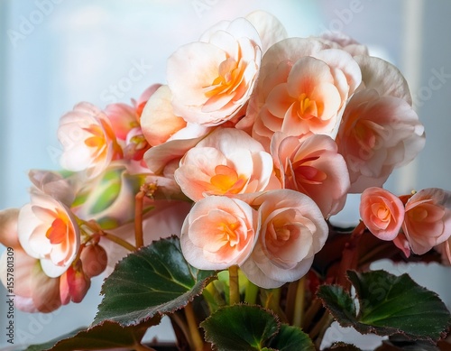 tuberous begonias represent a series of begonia cultivars