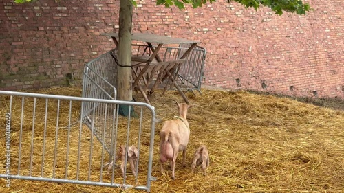 Goat and Two Kids Near Brick Wall