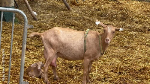 Goat and Two Kids Near Brick Wall