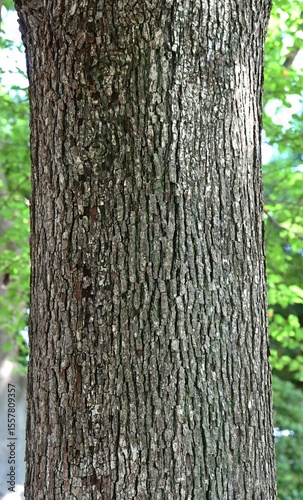 Fotografija Pyrus pyrifolia (Sand pear) fruits