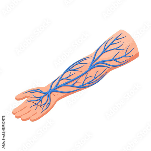 Arm with detailed vascular system for anatomy or training.
