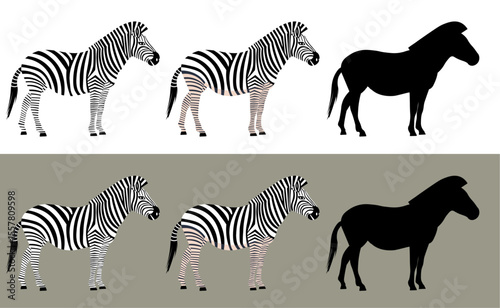 Set of Zebra vector illustration.