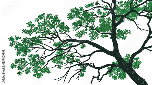 Dark green leafy branches of a tree against a stark white background rendered in a distinctive silhouette style