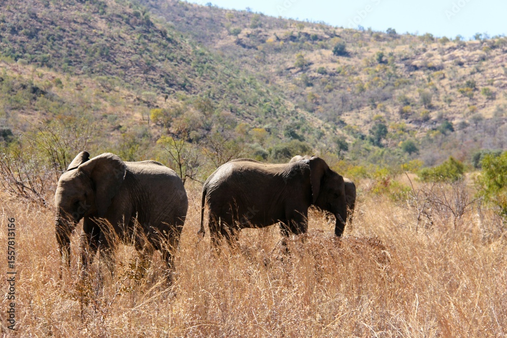Fototapeta premium Two elephants standing back-to-back in the South African sun. 