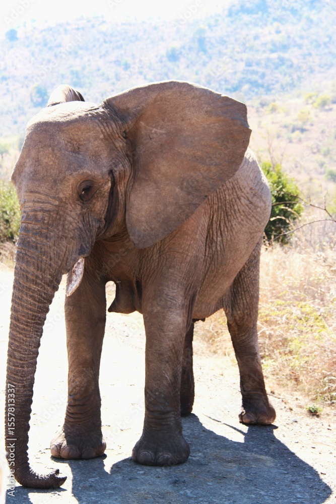 Fototapeta premium Female elephant blocking the road so that the herd can cross safely