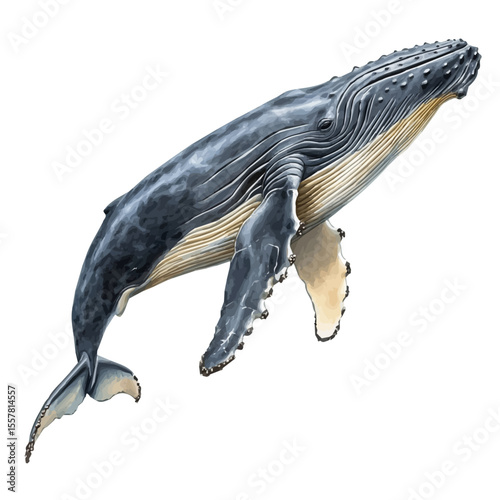 Humpback Whale, watercolor illustration vector, isolated on a white background.