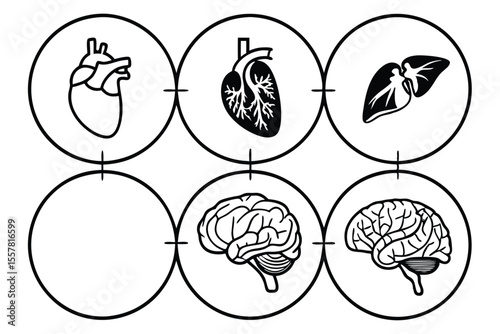 Anatomical heart brain liver organs inside circles vector
