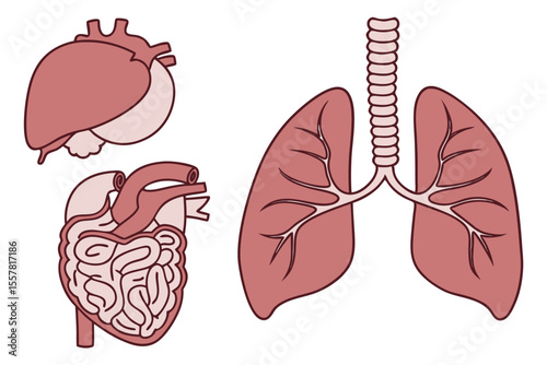 Cartoon human internal organs heart lungs intestines human organs medical illustration