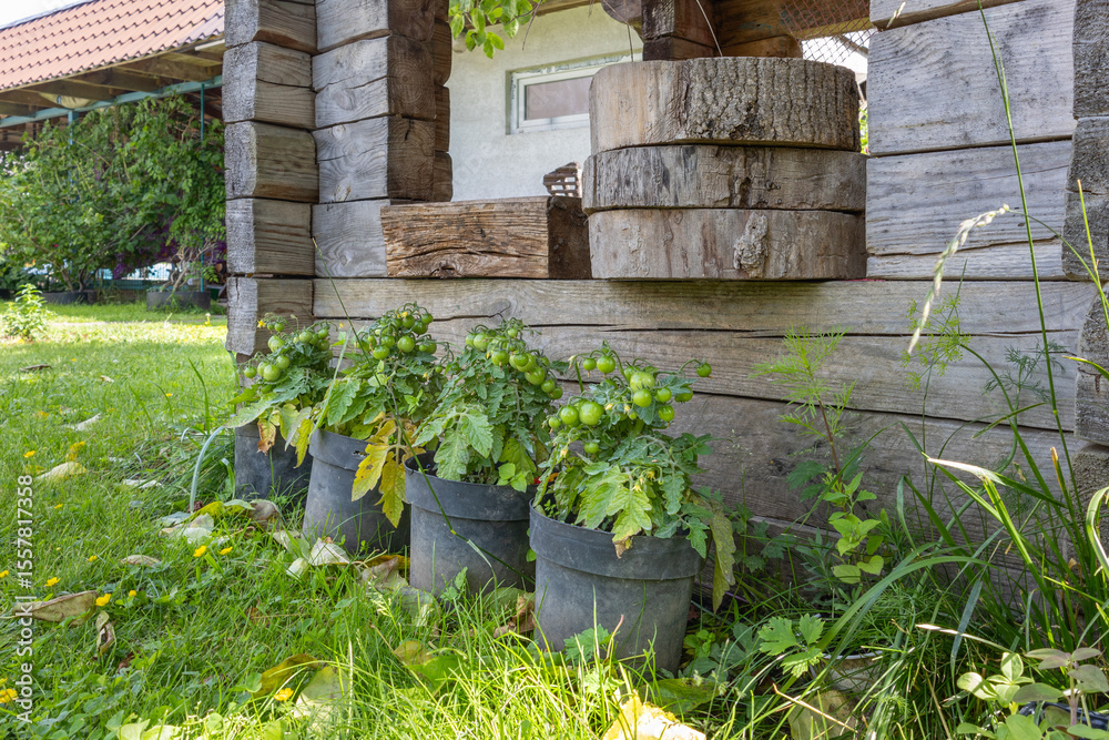 Obraz premium Green tomato plants growing in black plastic pots near wooden house wall.