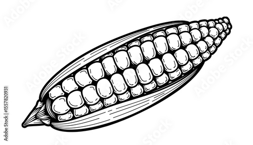 Illustration of an ear of corn in a detailed line art style on a white background, copy space
