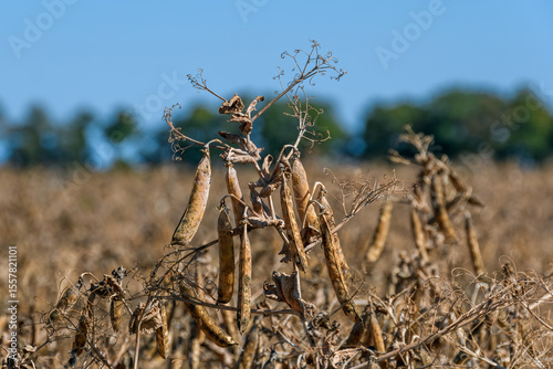A close-up of a dried pea plant with yellow pods, standing in a blurred field under a clear blue sky, captured in mid-August near Kohtla-Järve, Estonia.