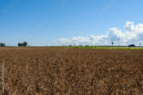 Field of mature (dried) peas under a bright mid-day sun, with a highway and blue sky on the horizon. Captured in mid-August near Kohtla-Järve, Estonia, showing agricultural harvest.