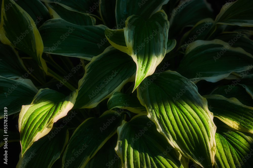 Obraz premium Lush, large hosta leaves, green with white border, carpet of leaves, evening sun shining on plants, beautiful abstract photography in natural conditions
