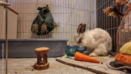 Indoor shot of fluffy white rabbit inside its enclosure. Hay, toys, food and water visible. Wire frame of pen, bedding, and enrichment activities like chewing sticks are provided.