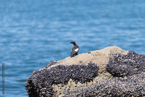 Sea Bird on rocks embedded with Muscles