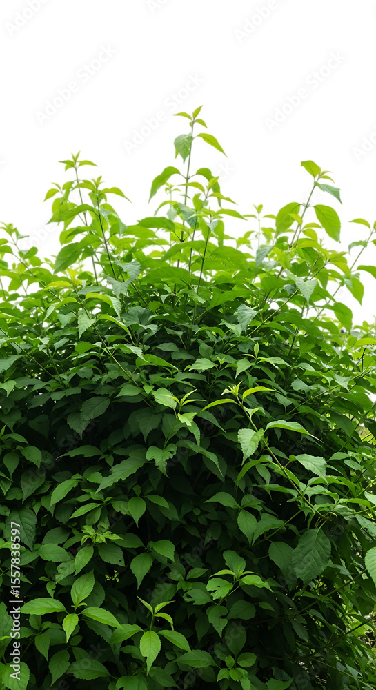 Naklejka premium Lush green foliage of a dense bush with bright new leaves isolated on transparent background