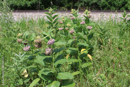Many common milkweed plants with blooms next to the railroad tracks along the Milwaukee Road in Morton Grove, Illinois