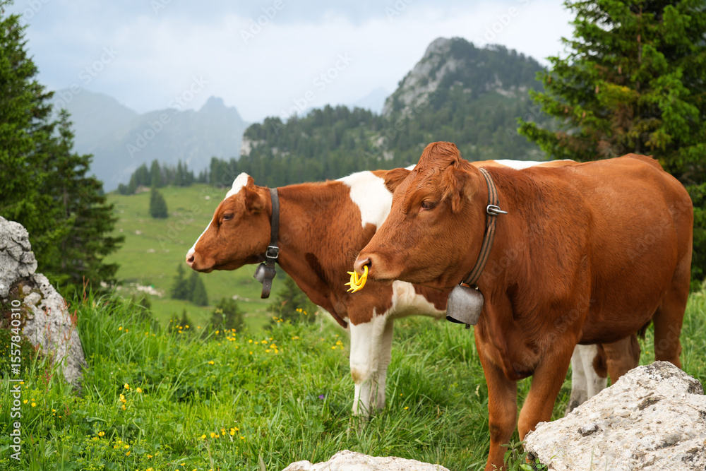 Obraz premium Two brown cows grazing peacefully in a lush green meadow surrounded by rocky outcrops and distant mountains under a cloudy sky, showcasing rural life and nature's beauty