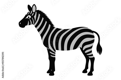 Striped zebra vector illustration of a wild animal isolated on a white background