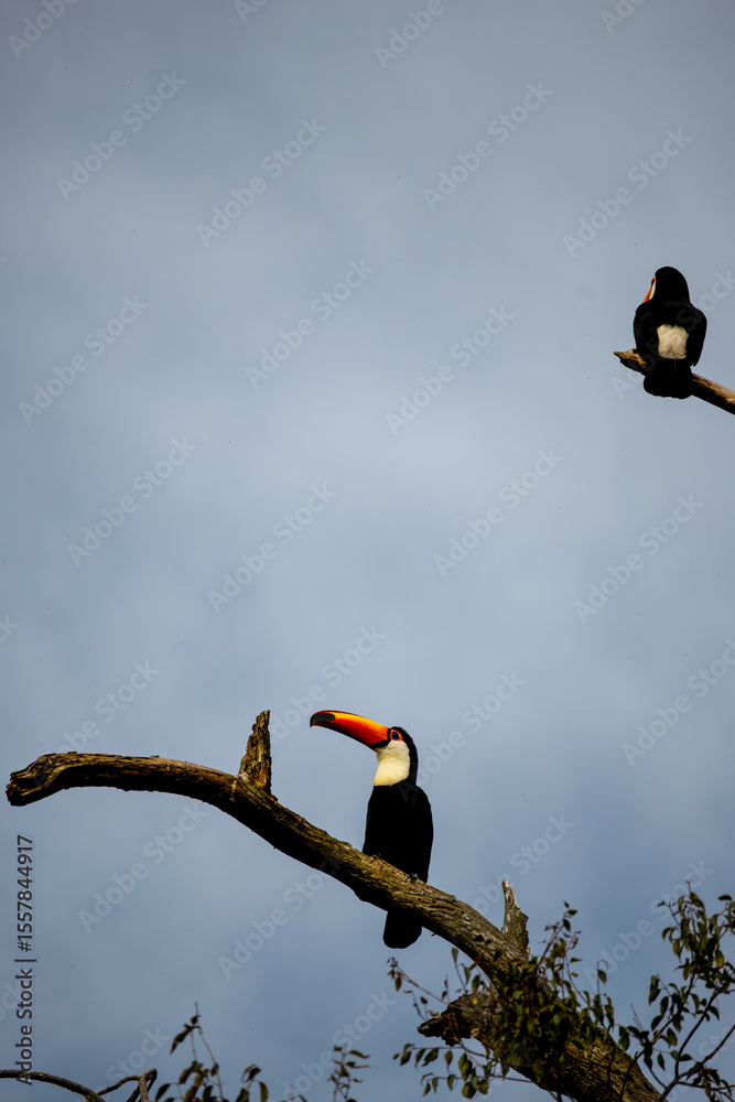 Fototapeta premium Vertical photo of toucans in Salta, Argentina.