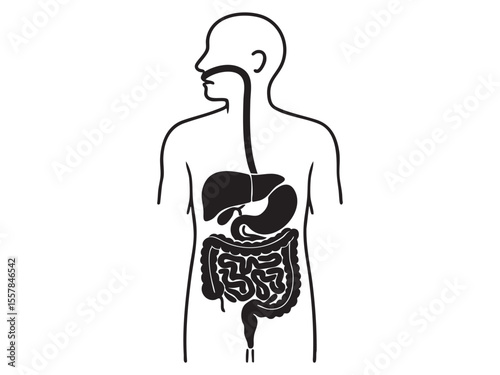 Black silhouette of human digestive system, graphic illustration of internal organs, isolated on white background. concept of biology, anatomy, medical study, health education