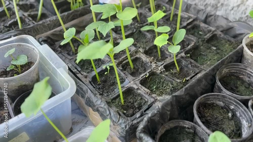 Various young seedlings growing in plastic containers in a small indoor garden

