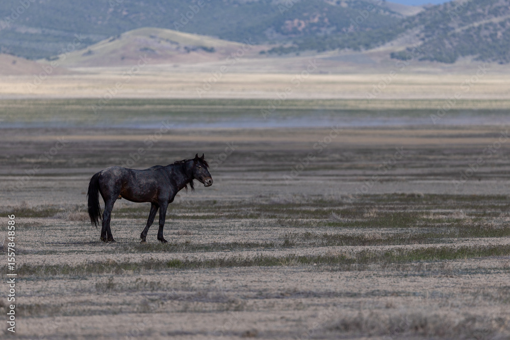 Wild Horses in the West Desert of Utah Wild Horses in the West Desert of Utah