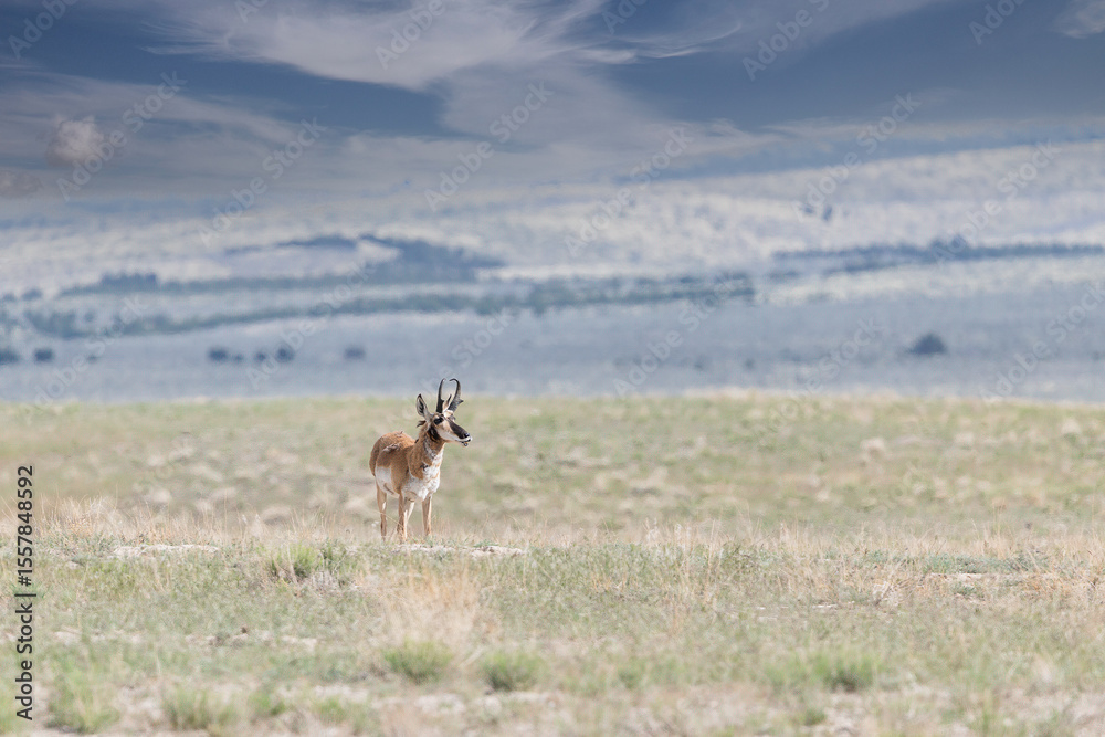 Fototapeta premium Pronghorn Onaqui Utah