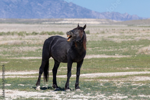 Wild Horses in the West Desert of Utah