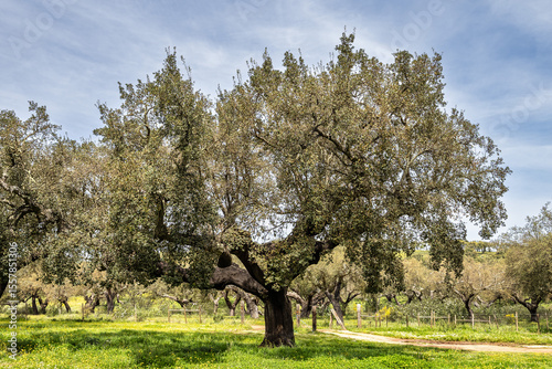 Cork Oak forest at Hortas de Baixo near Arronches, Alentejo, Portugal.