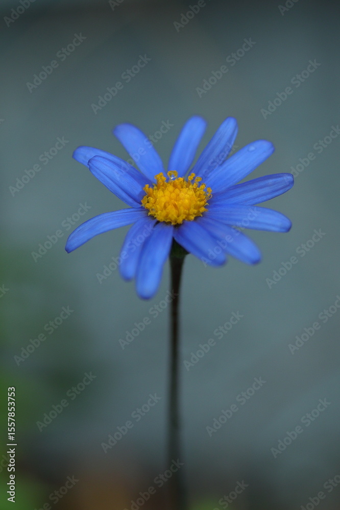 Obraz premium 春の花壇に咲くブルーデイジー