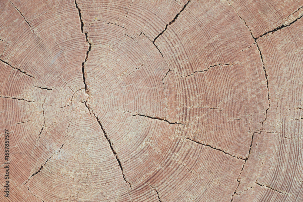 Naklejka premium Large piece of wood with a hole in the middle. wood is split in half, with hole in the middle of the split. wood appears to be old