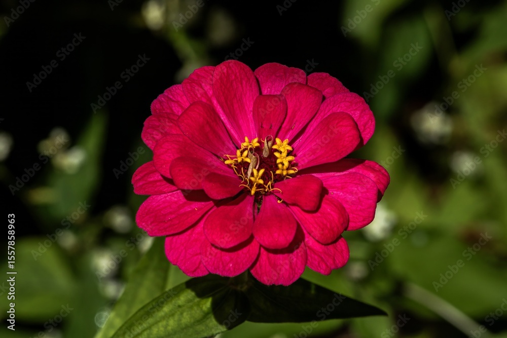 Fototapeta premium red zinnia