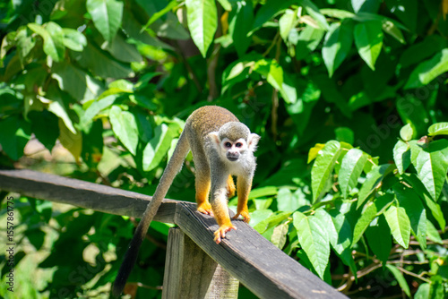 Curious Monkey in Outdoor Enclosure at Dominican Nature Park