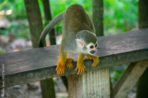 Curious Monkey in Outdoor Enclosure at Dominican Nature Park
