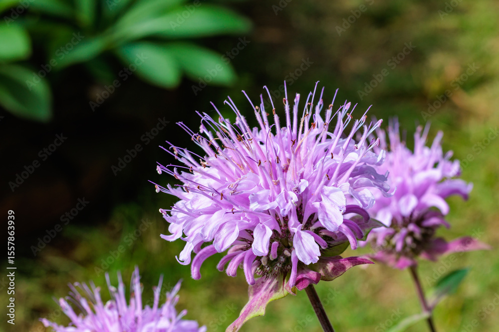 Fototapeta premium Close-up of fragrant pink monarda flowers in a garden.