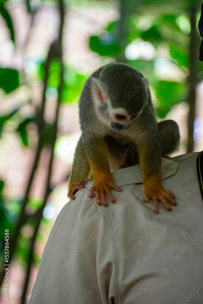 Obraz premium Curious Monkey in Outdoor Enclosure at Dominican Nature Park