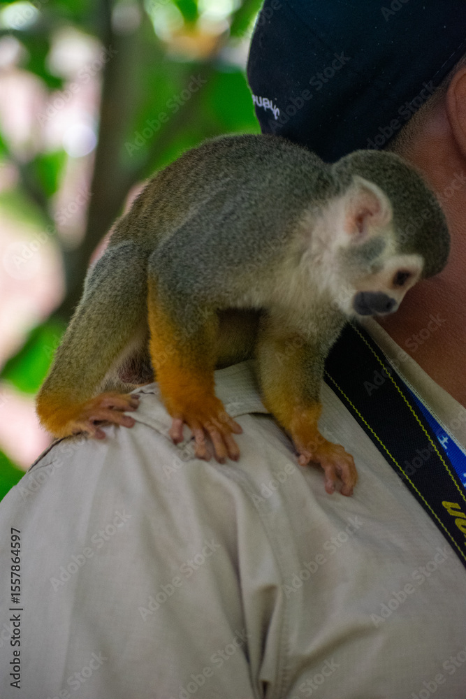Obraz premium Curious Monkey in Outdoor Enclosure at Dominican Nature Park