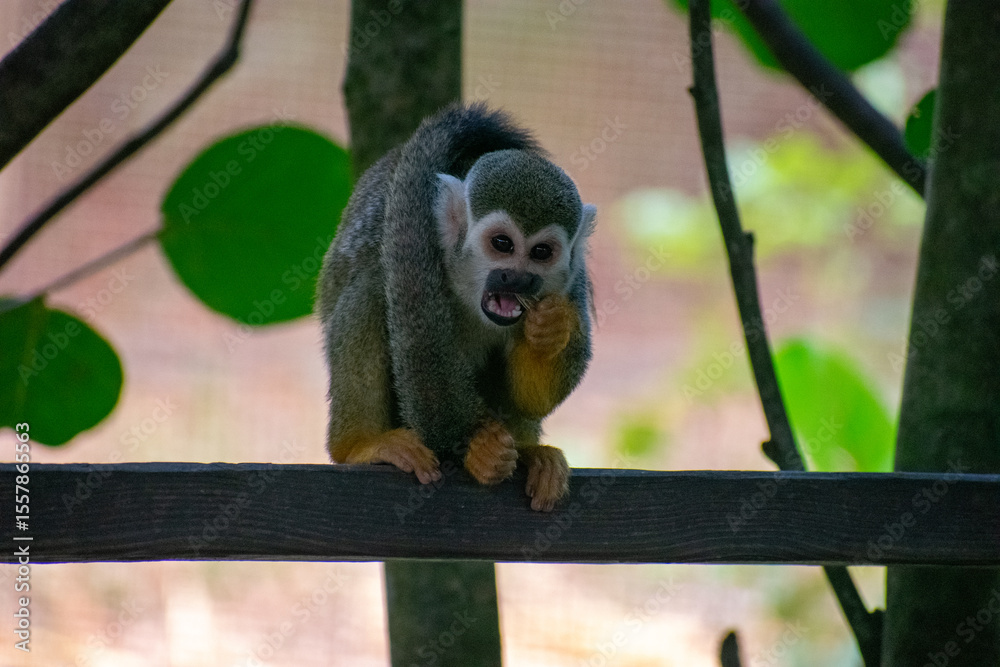 Fototapeta premium Tropical Wildlife Park with Animals