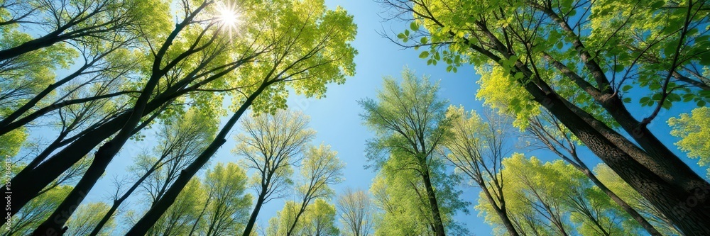 Obraz premium Branches of trees against blue sky in spring forest , flowers, forest canopy