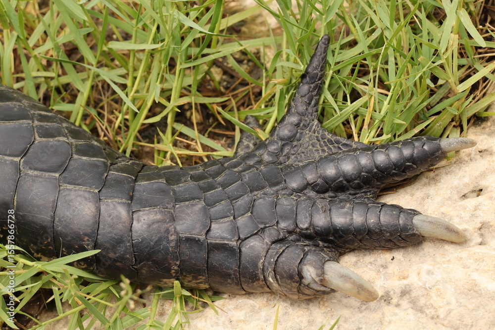 Fototapeta premium Alligator Paw