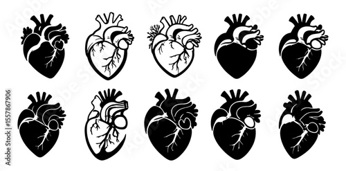 Vector Set of Anatomical Human Heart Silhouettes – Medical and Biology Icons Collection