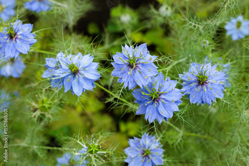 Beautiful blue nigella flowers blooming in the garden.
