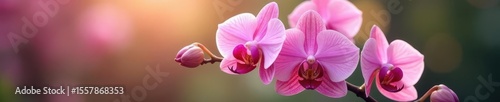 Delicate pink orchids bathed in soft, diffused light , delicate, spa
