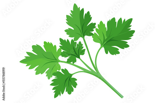 Detailed Parsley Karpas Artwork for Passover Table Graphics